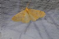 Phigaliohybernia aurantiaria
