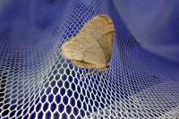 Operophtera brumata