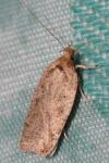 Agonopterix scopariella