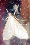 Palpita vitrealis