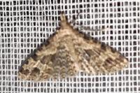 Alucita hexadactyla