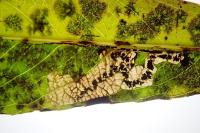 Stigmella obliquella