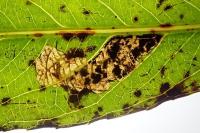 Stigmella obliquella