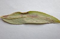 Phyllocnistis valentinensis