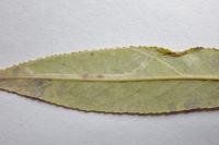 Phyllocnistis valentinensis