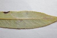 Phyllocnistis valentinensis