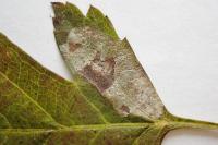 Phyllonorycter corylifoliella