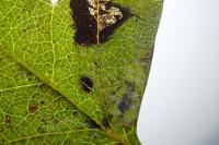 Phyllonorycter corylifoliella