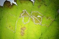 Stigmella microtheriella