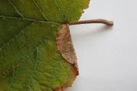 Parornix devoniella