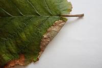 Parornix devoniella