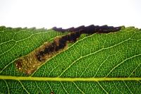 Stigmella obliquella