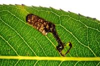 Stigmella obliquella