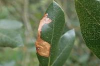 Stigmella suberivora