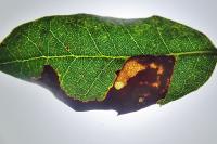 Stigmella suberivora