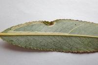 Phyllocnistis valentinensis