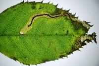 Stigmella anomalella