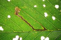 Stigmella ulmivora