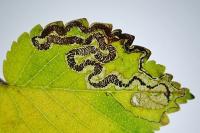 Stigmella ulmivora