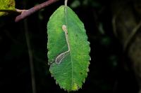 Stigmella salicis