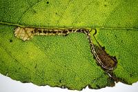 Stigmella salicis