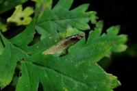 Phyllonorycter oxyacanthae