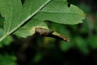 Phyllonorycter oxyacanthae