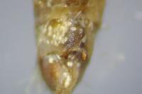 Epirrita dilutata