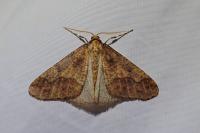 Erannis defoliaria