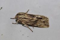 Asteroscopus sphinx