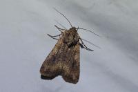 Peridroma saucia