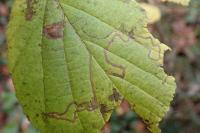 Stigmella microtheriella