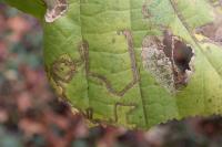 Stigmella microtheriella