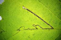 Stigmella microtheriella