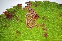 Stigmella anomalella