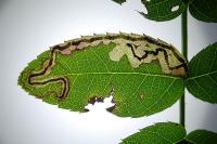Stigmella anomalella