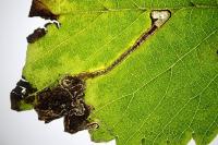 Stigmella ulmivora