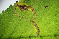 Stigmella ulmivora
