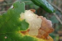 Tischeria ekebladella