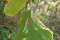 Parornix devoniella