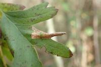 Phyllonorycter oxyacanthae
