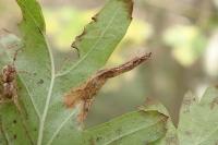 Phyllonorycter oxyacanthae
