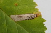 Phyllonorycter tristrigella