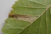 Phyllonorycter tristrigella