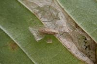 Phyllonorycter tristrigella