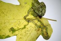 Stigmella aceris