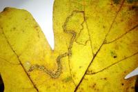 Stigmella aceris