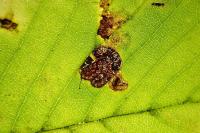 Stigmella viscerella