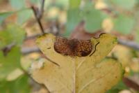 Parornix anglicella