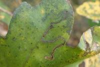 Stigmella aceris